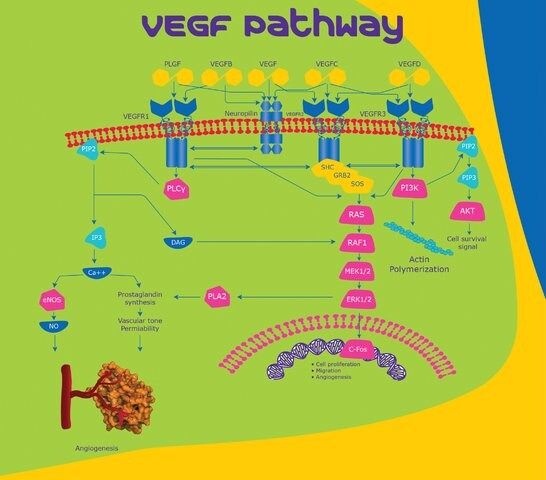 VEGF Receptor-1 (Flt-1)/Fc Chimera human