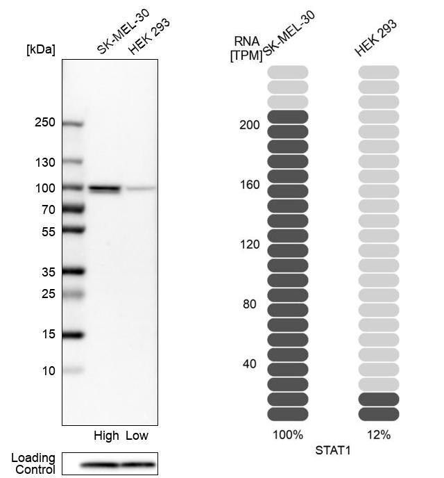 Anti-STAT1 antibody produced in rabbit