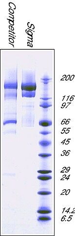 <sub>2</sub>-Macroglobulin from human plasma