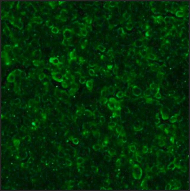 Anti-Goat IgG (whole molecule)CFITC antibody produced in rabbit