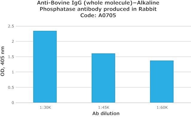 Anti-Bovine IgG (whole molecule)-Alkaline Phosphatase antibody produced in rabbit