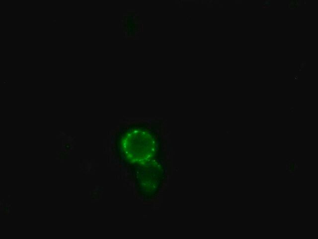 Anti-Horse IgG (whole molecule)-FITC antibody produced in rabbit