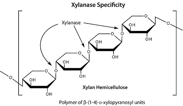 Driselase<sup>TM</sup> Basidiomycetes sp.