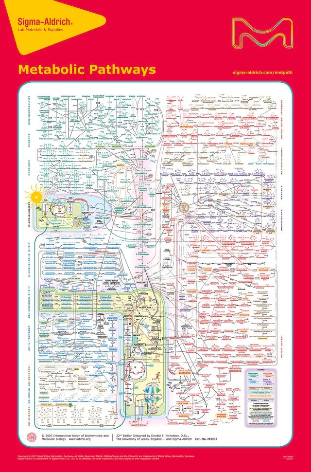 Metabolic Pathways, 22nd Ed.