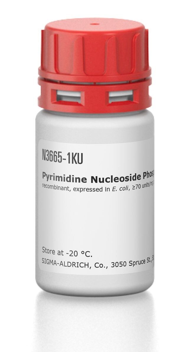 Pyrimidine Nucleoside Phosphorylase from <i>Bacillus subtilis</i>