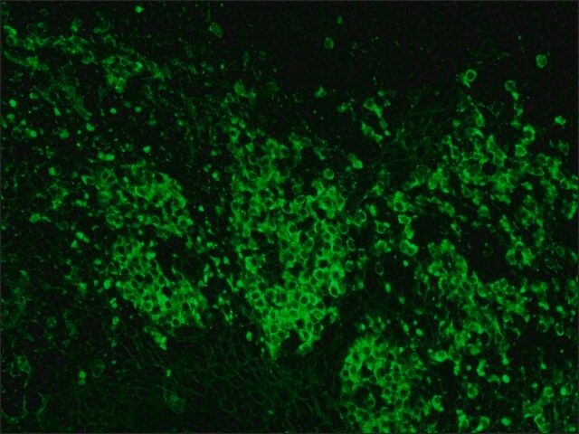 Anti-Goat IgG (whole molecule)CFITC antibody produced in rabbit