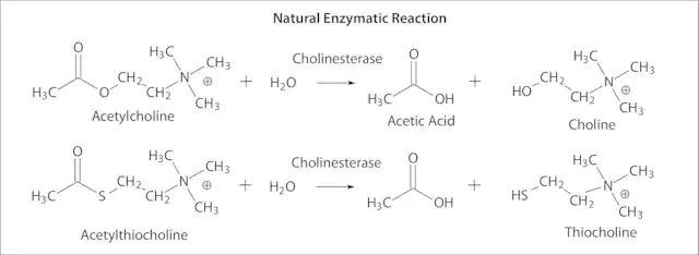 Butyrylcholinesterase from equine serum