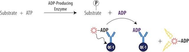 Transcreener<sup>®</sup> ADP<sup>2</sup> FI Assay