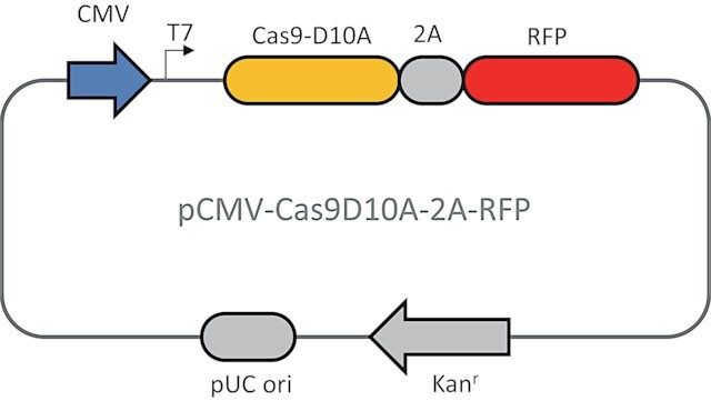 CMV-CAS9D10A-2A-RFP Plasmid