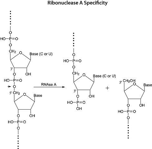 Ribonuclease A from bovine pancreas