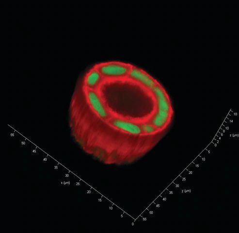 TrueGel3D Scramble RGD