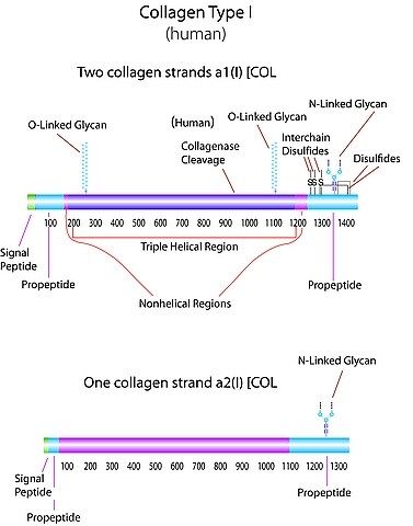 Collagen human