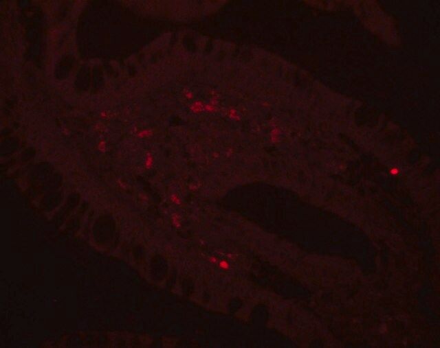 Monoclonal Anti-c-Myc-Cy3<sup>TM</sup> antibody produced in mouse