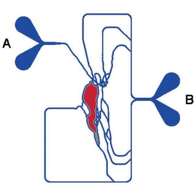 SynVivo microvascular design SynRAm Inflammation model co-culture chip