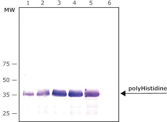 Monoclonal Anti-polyHistidineCAgarose antibody produced in mouse