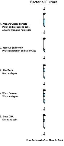 GenElute<sup>TM</sup> Endotoxin-free Plasmid Maxiprep Kit