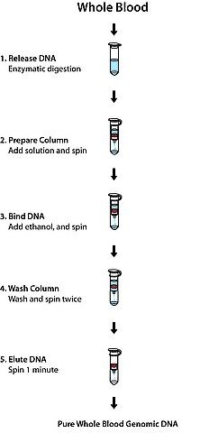 GenElute<sup>TM</sup> Blood Genomic DNA Kit