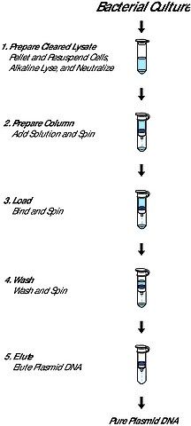 GenElute<sup>TM</sup> Plasmid Miniprep Kit