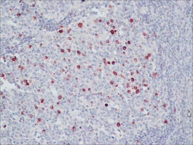 Anti-Human IgM (-chain specific)-Peroxidase antibody produced in goat