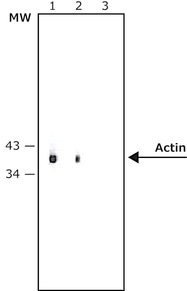 Anti-Mouse IgG (whole molecule)-Alkaline Phosphatase antibody produced in rabbit