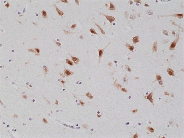 Anti-NeuN (Fox3, RBFOX3) antibody, Rabbit monoclonal