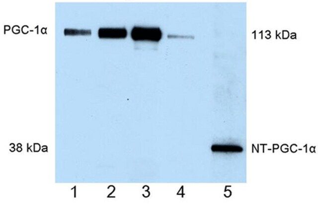 Anti-PGC-1 Mouse mAb (4C1.3)