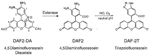 4,5-Diaminofluorescein diacetate solution