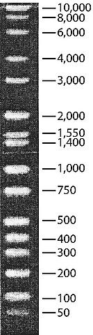 DirectLoad<sup>TM</sup> Wide Range DNA Marker