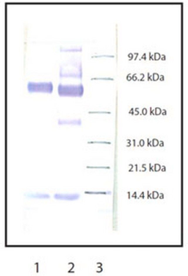 Anti-Myeloperoxidase Rabbit pAb