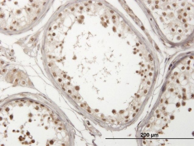 Monoclonal Anti-USP29 antibody produced in mouse