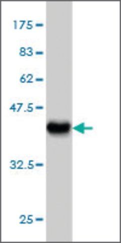 Monoclonal Anti-VARS antibody produced in mouse