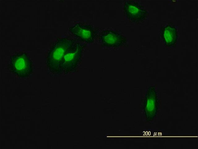 Monoclonal Anti-WDR61 antibody produced in mouse