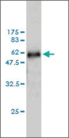 Monoclonal Anti-WDR6 antibody produced in mouse