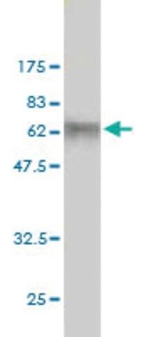 Monoclonal Anti-WDR42A antibody produced in mouse