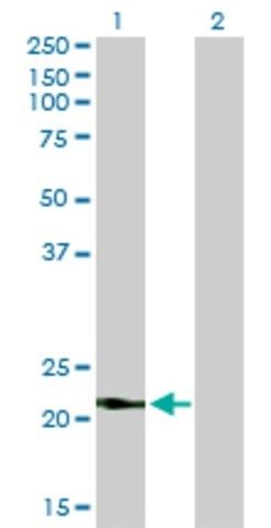 Monoclonal Anti-VSNL1 antibody produced in mouse