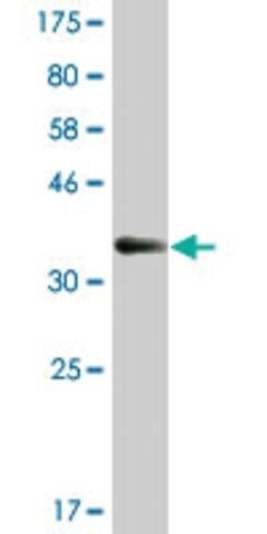 Monoclonal Anti-WEE1 antibody produced in mouse