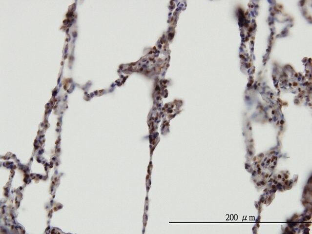 Monoclonal Anti-XAB2 antibody produced in mouse