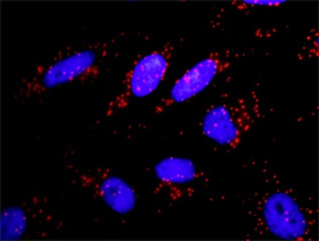 Monoclonal Anti-PIK3CA antibody produced in mouse