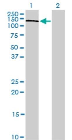 Monoclonal Anti-PIK3R4 antibody produced in mouse