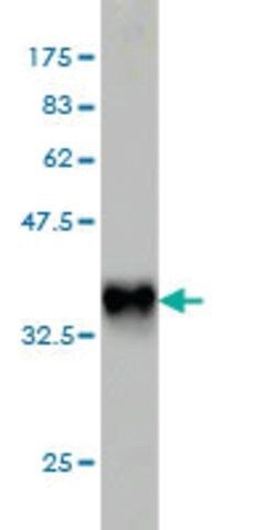 Monoclonal Anti-PLA2G12A antibody produced in mouse