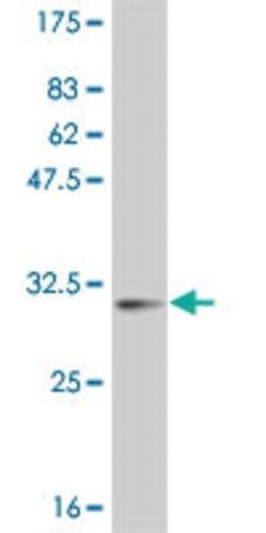 Monoclonal Anti-POLD4 antibody produced in mouse