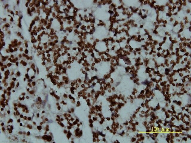 Monoclonal Anti-POU2F2 antibody produced in mouse