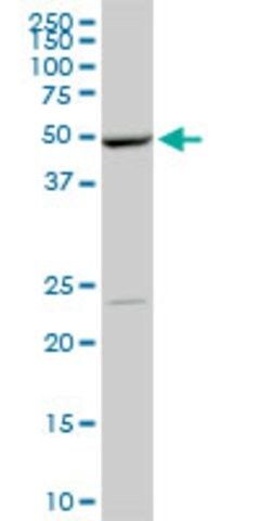 Monoclonal Anti-POLE2 antibody produced in mouse