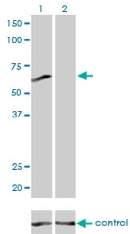 Monoclonal Anti-PPP3CB antibody produced in mouse