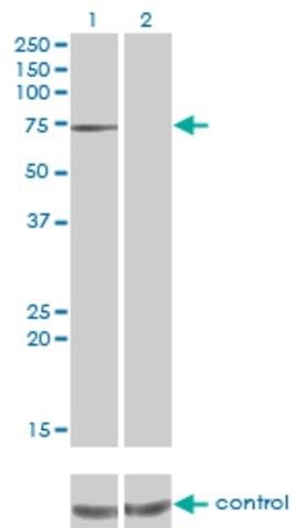 Monoclonal Anti-PPEF1 antibody produced in mouse