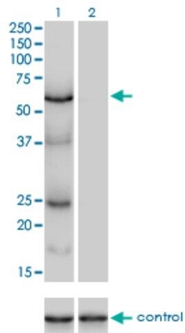 Monoclonal Anti-POLS antibody produced in mouse