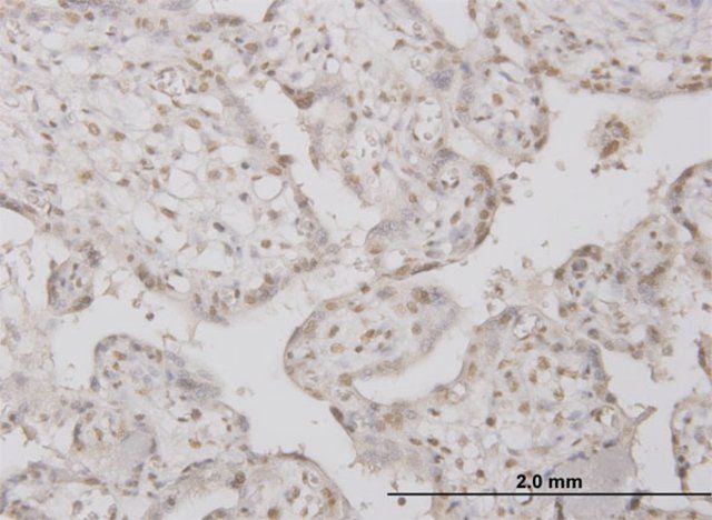 Monoclonal Anti-PPP1R2 antibody produced in mouse