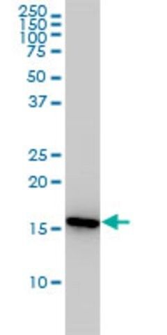 Monoclonal Anti-PPIA antibody produced in mouse