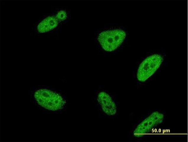 Monoclonal Anti-POLR3K antibody produced in mouse