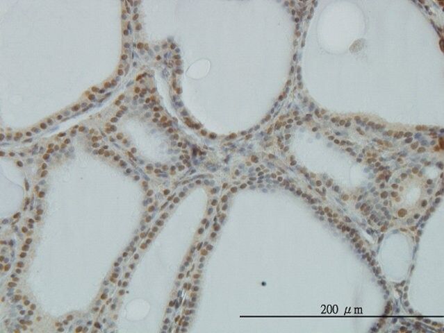 Monoclonal Anti-POLR1C antibody produced in mouse